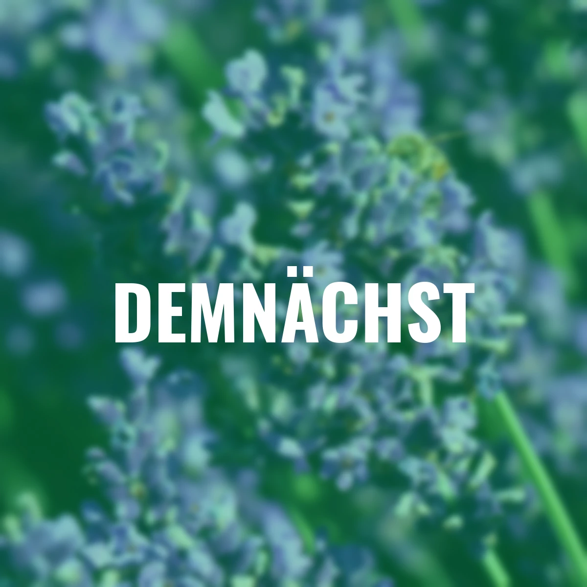 Englischer Lavendel Elizabeth