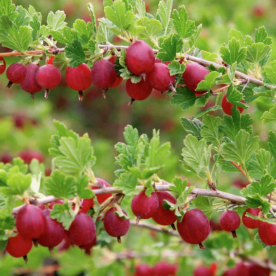 Stachelbeere Larell, Hochstamm