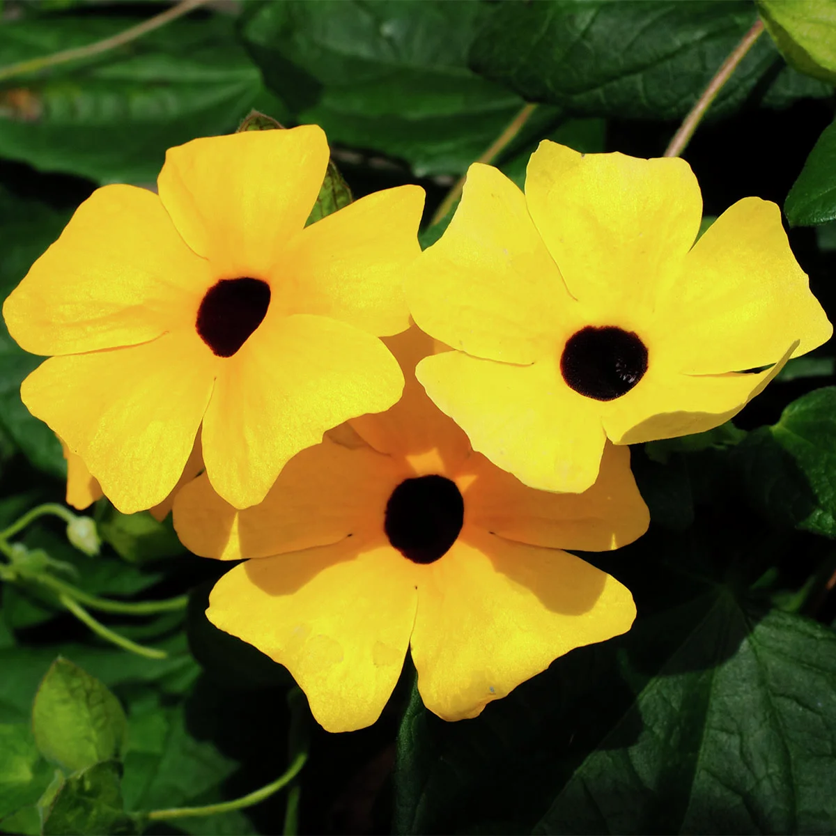 Schwarzäugige Susanne, gelb