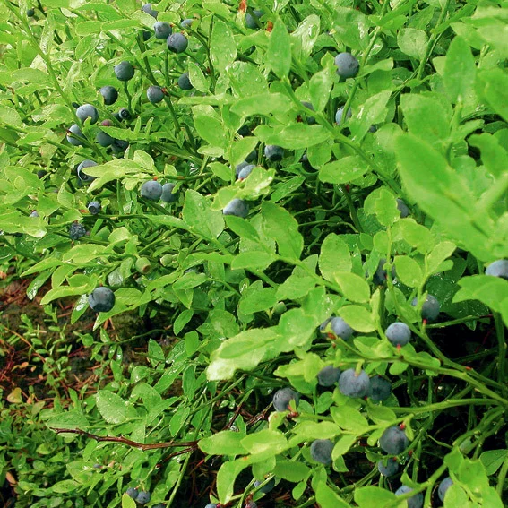 Amerikanische Waldheidelbeere