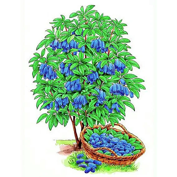 Lenzbeere® Maienglück