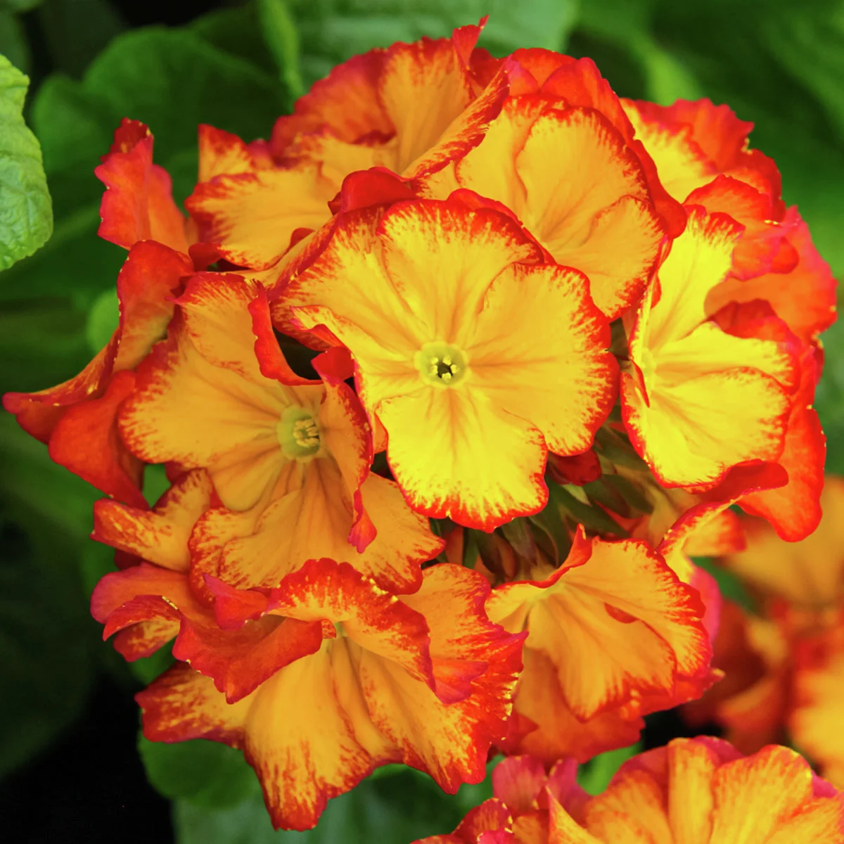 Stängel-Primel Inara® Flame