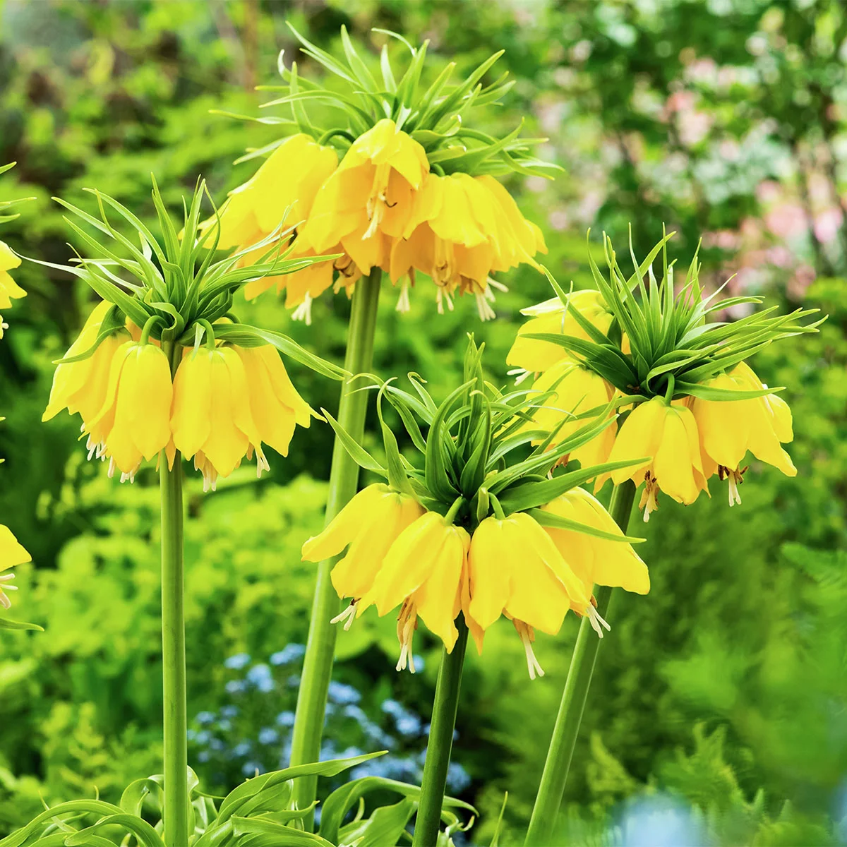 Kaiserkrone Lutea, gelb