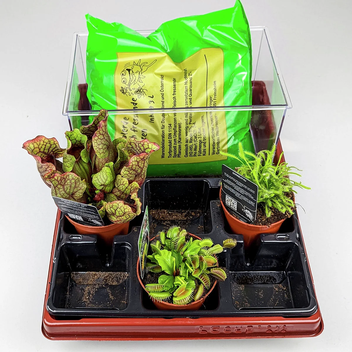 Pflanzenterrarium Fleischfresser Komplett-Set