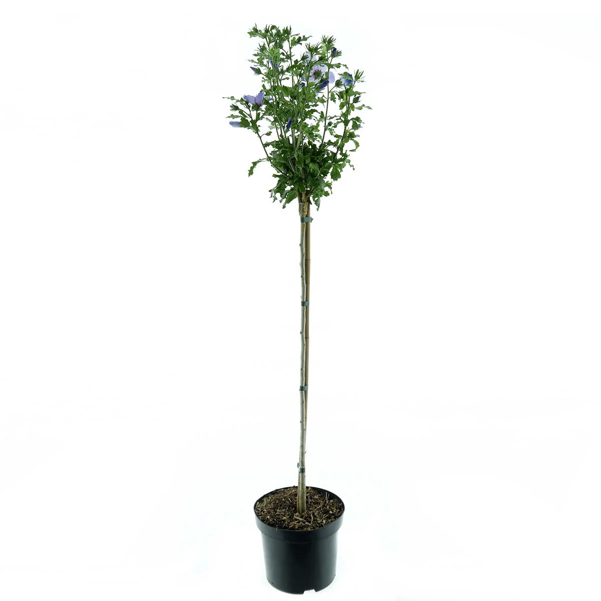 Gartenhibiskus-Stämmchen Blue Bird