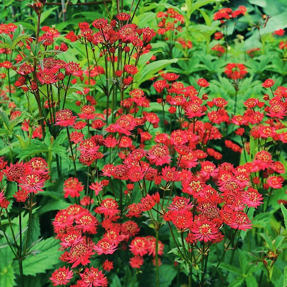 Zwerg-Sterndolde Ruby Wedding