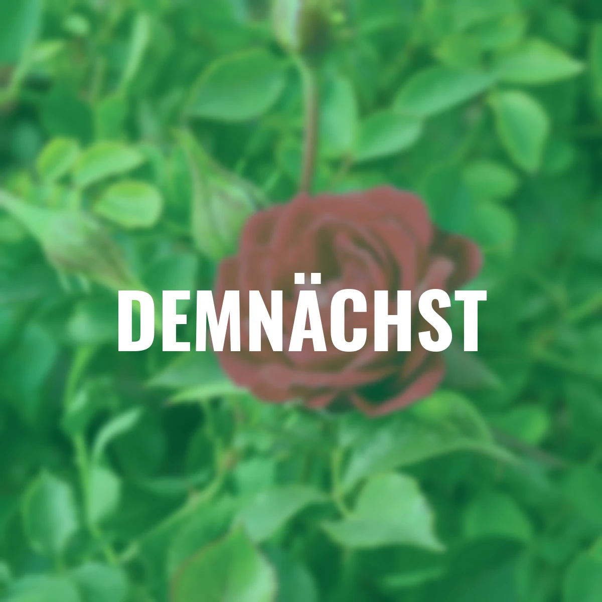 Beetrose Mauve Pixie®