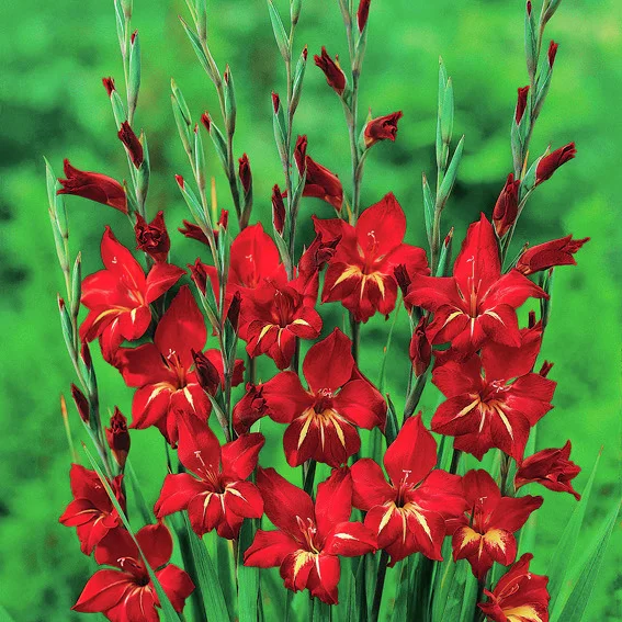 Winterharte Cottage-Gladiole Claudia