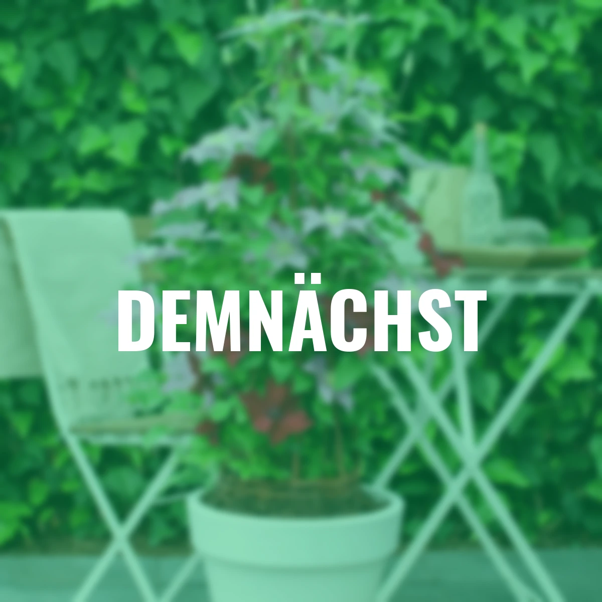 Clematis Three Sisters