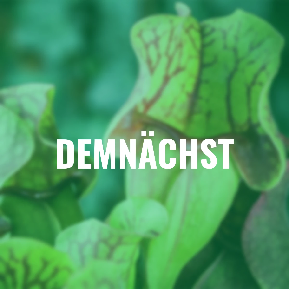 Set Fleischfressende Pflanzen