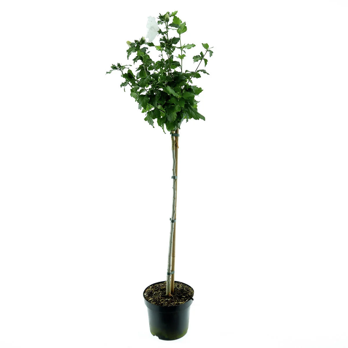 Gartenhibiskus-Stämmchen Diana