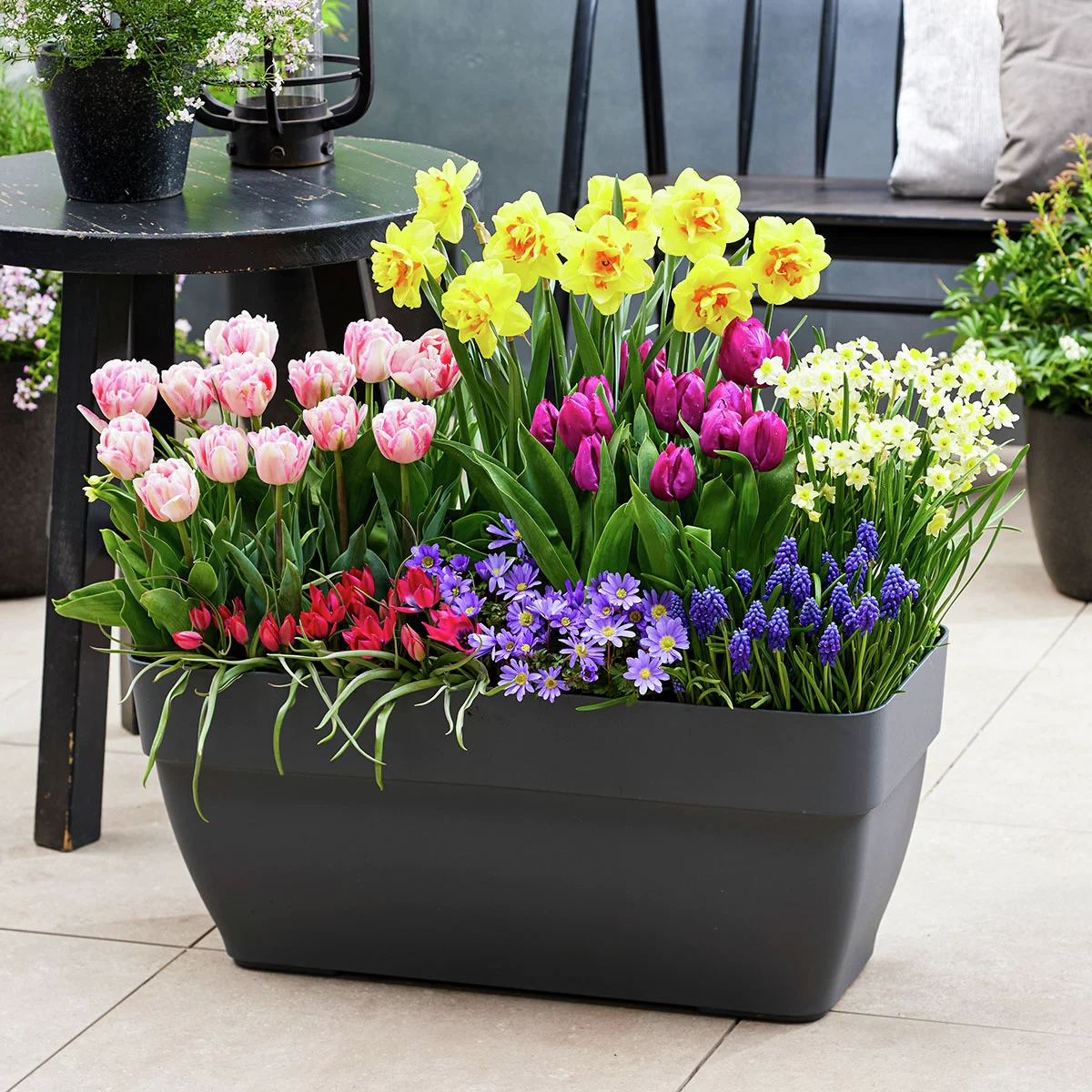 Blumenzwiebel-Set Fest der Blüten