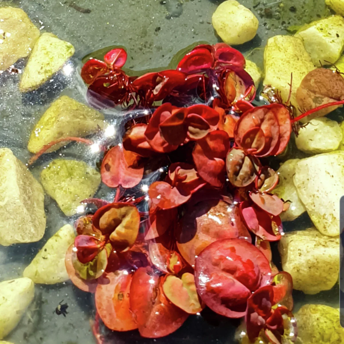 Schwimmende Wolfsmilch