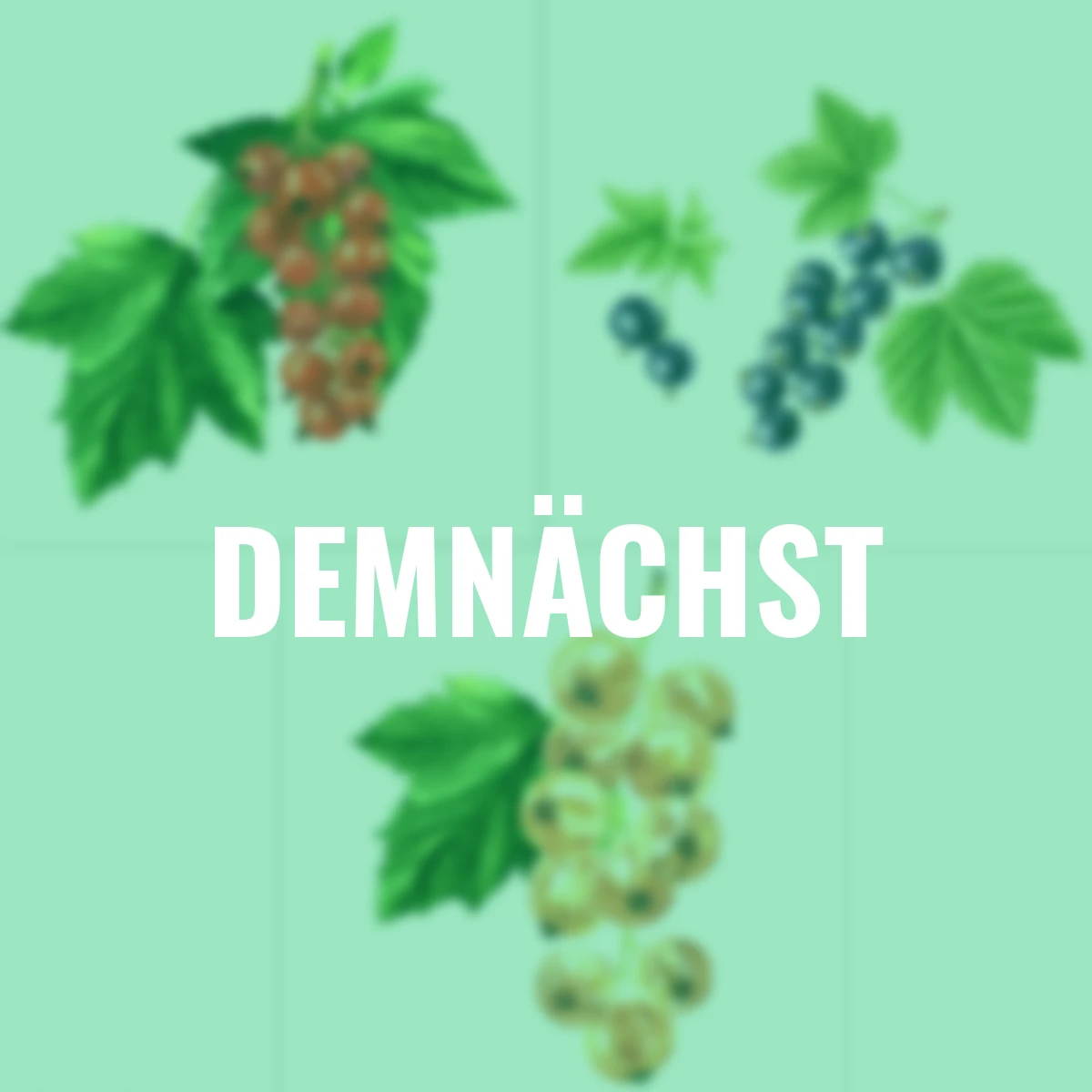 Obst-Set Johannisbeeren