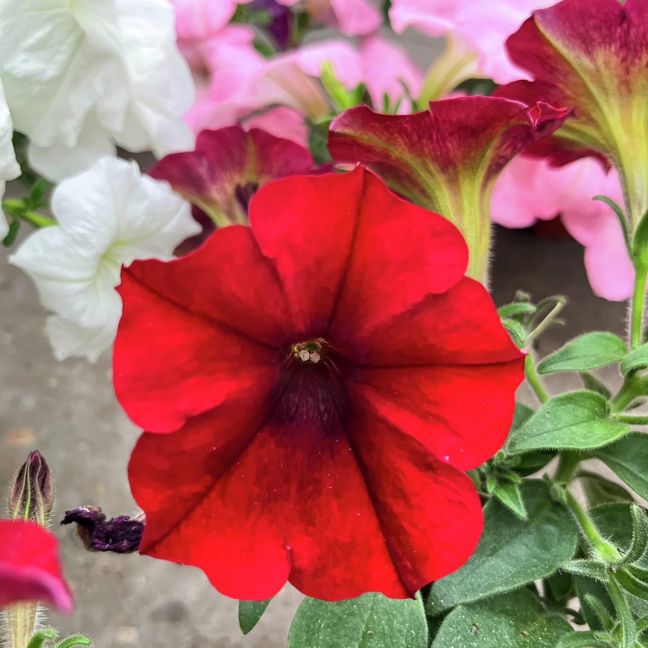 Riesenhängepetunie AlpeTunia® Red Velvet
