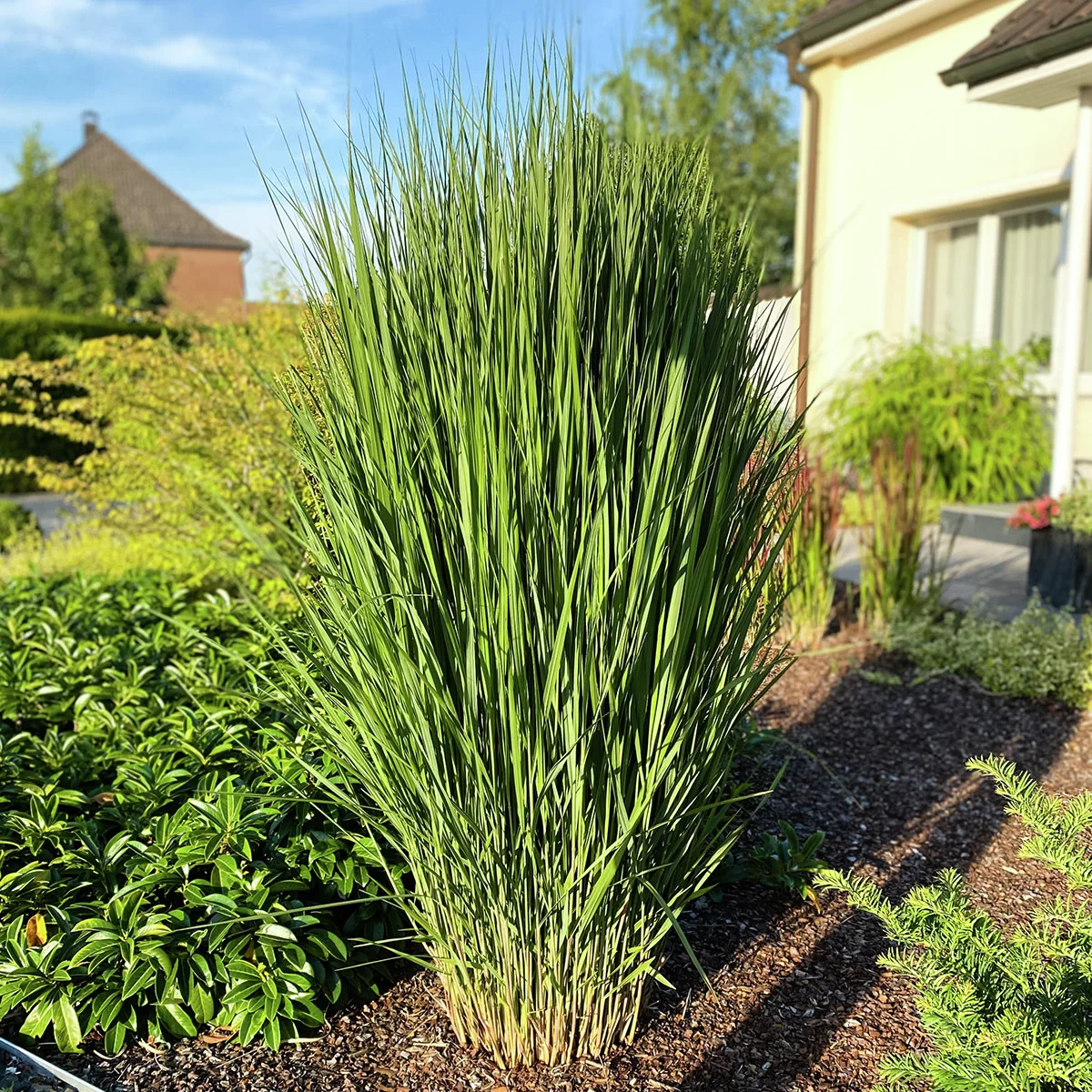 Säulen-Rutenhirse Northwind