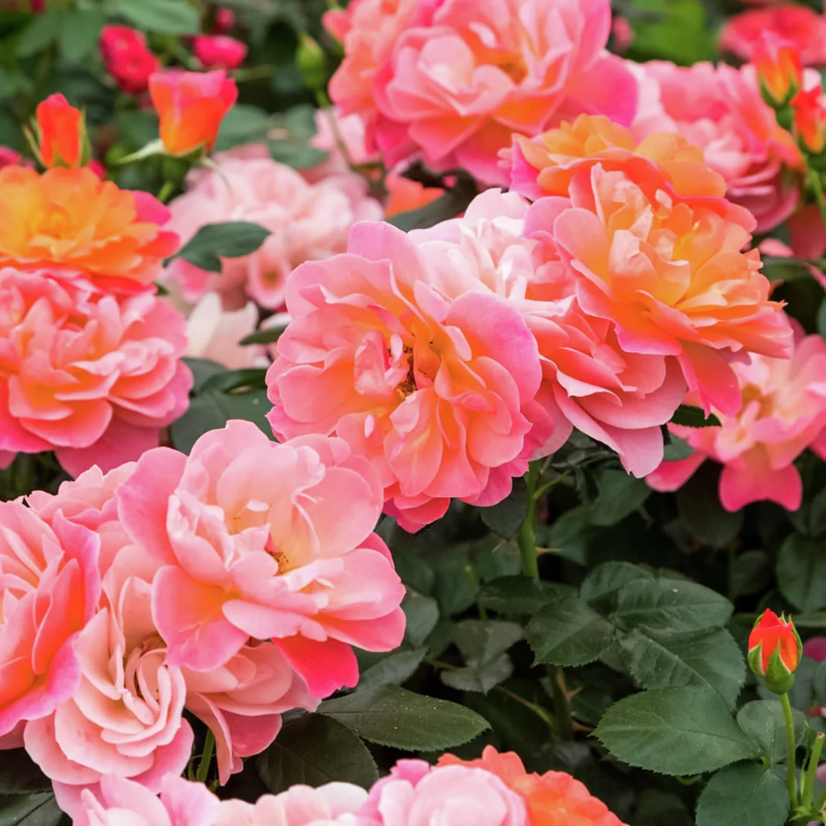 Beetrose Sugar Candy Rose®