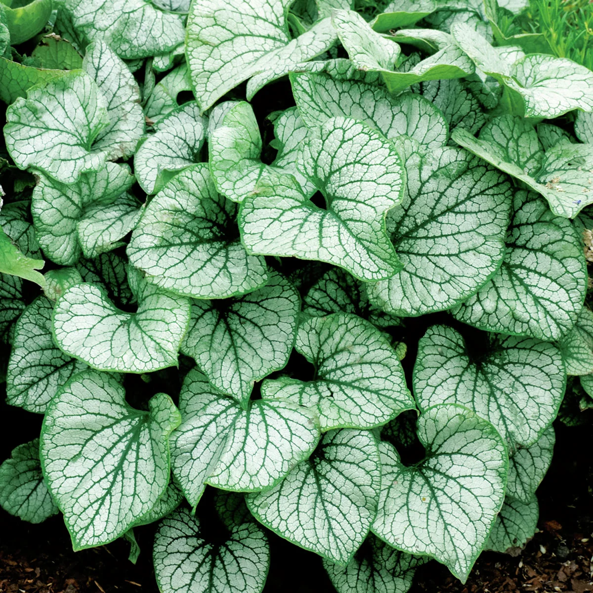 Kaukasus-Vergissmeinnicht Alexander Great