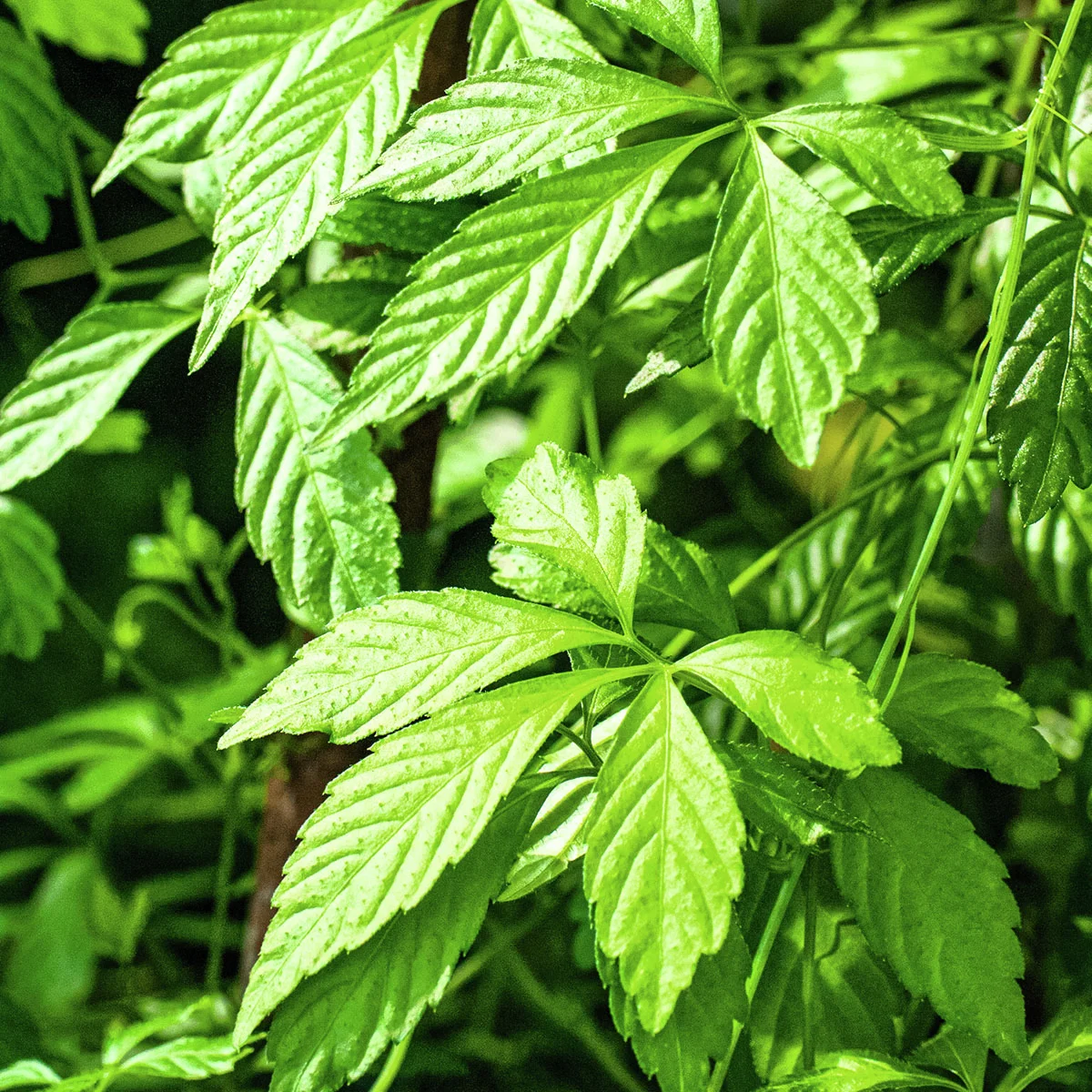 Samen der Unsterblichkeitspflanze