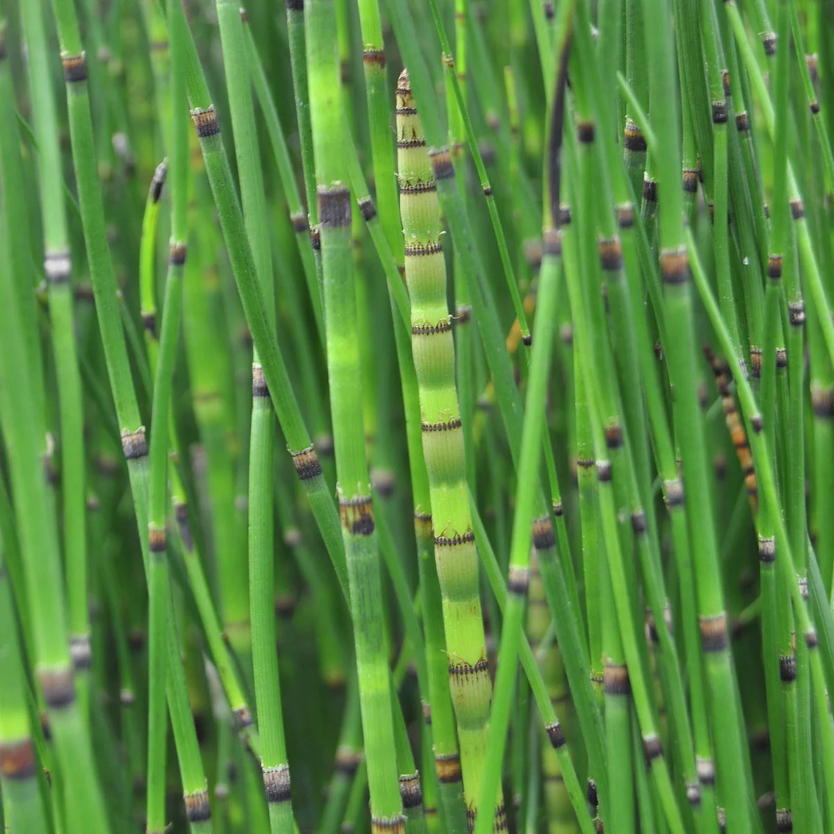Winterschachtelhalm, im ca. 17 cm-Topf