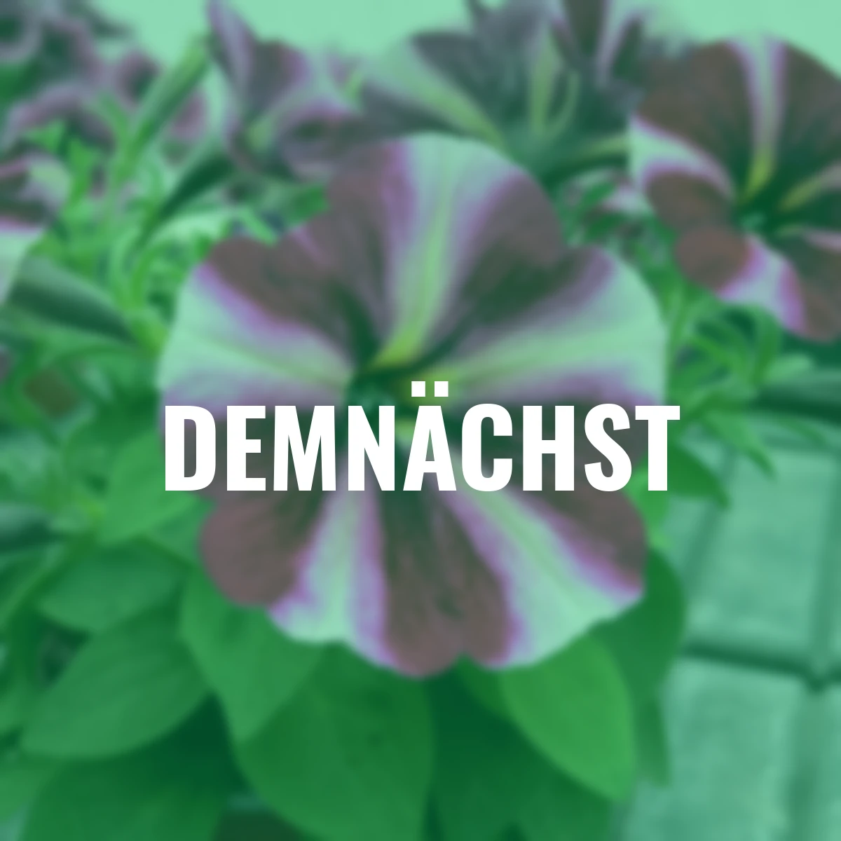 Hängepetunie Magenta Star