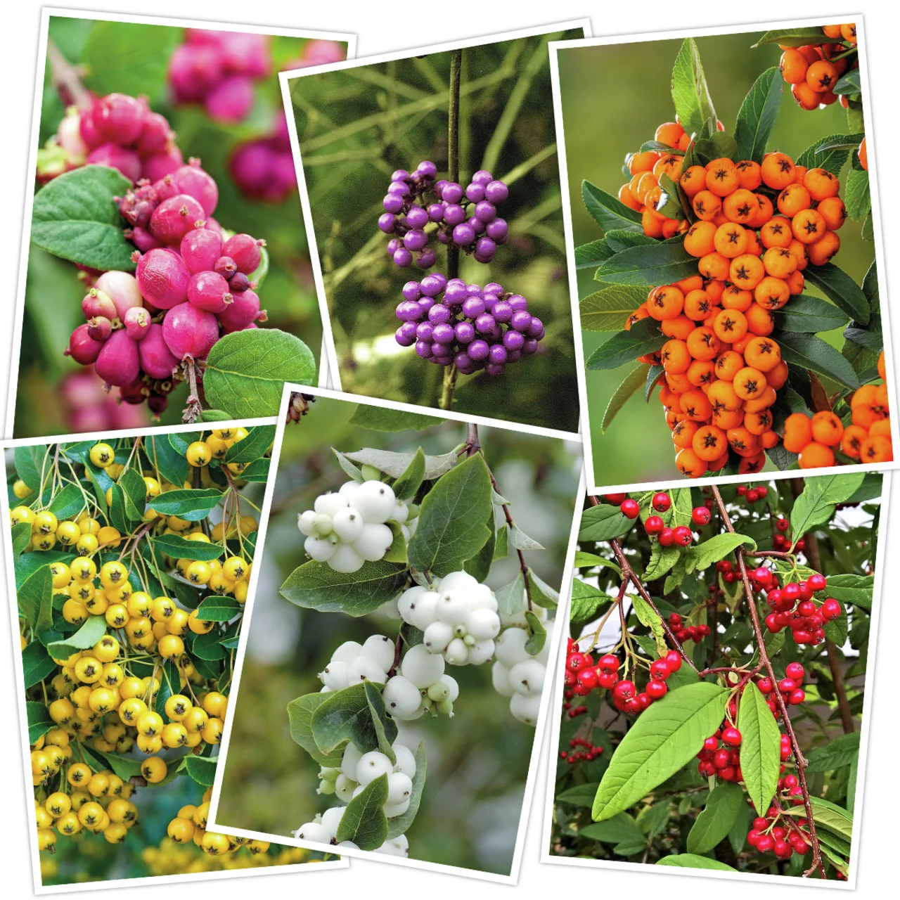 Ziergehölz-Set Beerenpracht