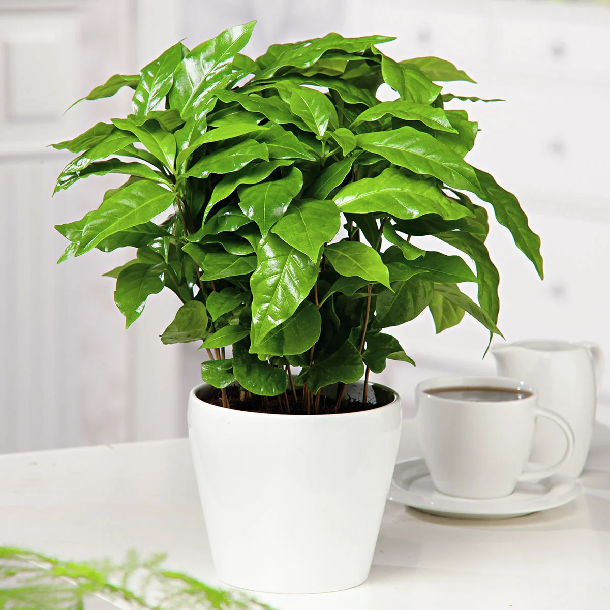 Kaffeepflanze Arabica, im ca. 12 cm-Topf