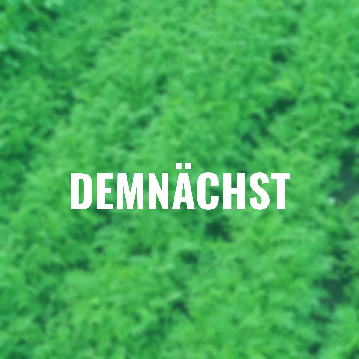 Bodenkur Phacelia, 400 g