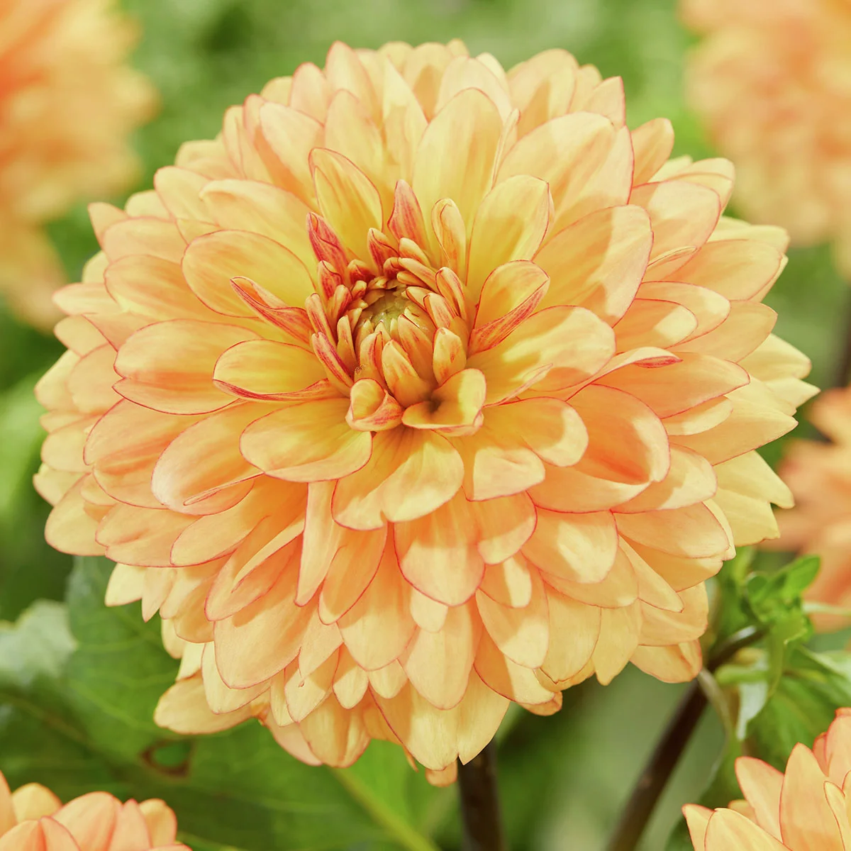 Set Schmuckdahlien Go-Go Beet-Dahlien