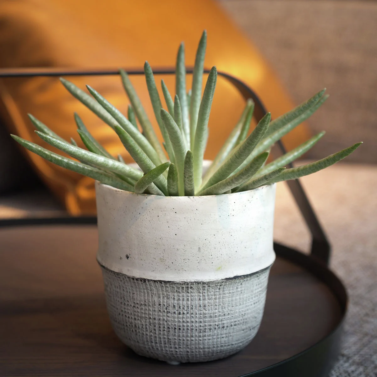 Senecio Snow Peak, im ca. 11 cm-Topf