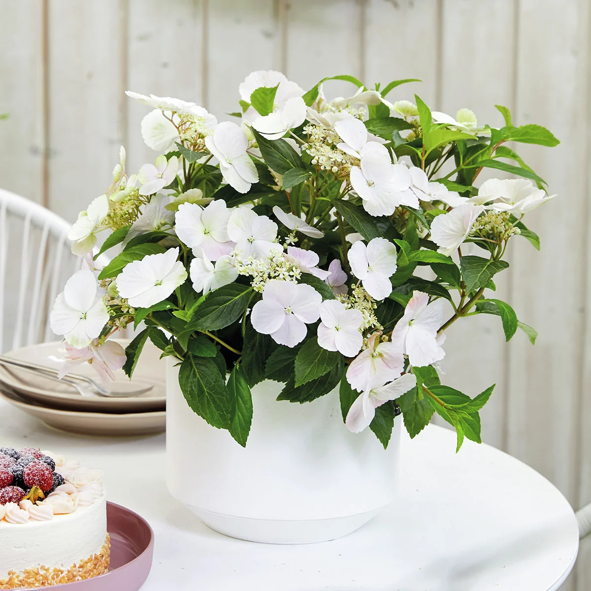 Girlanden-Hortensie Runaway Bride ® Snow White, im ca. 20 cm Topf