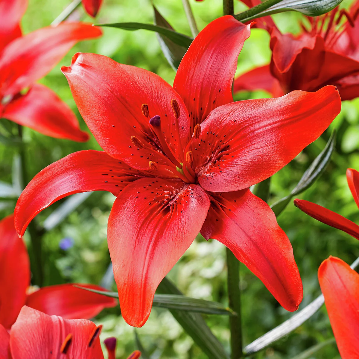 Asiatische Lilie Red County