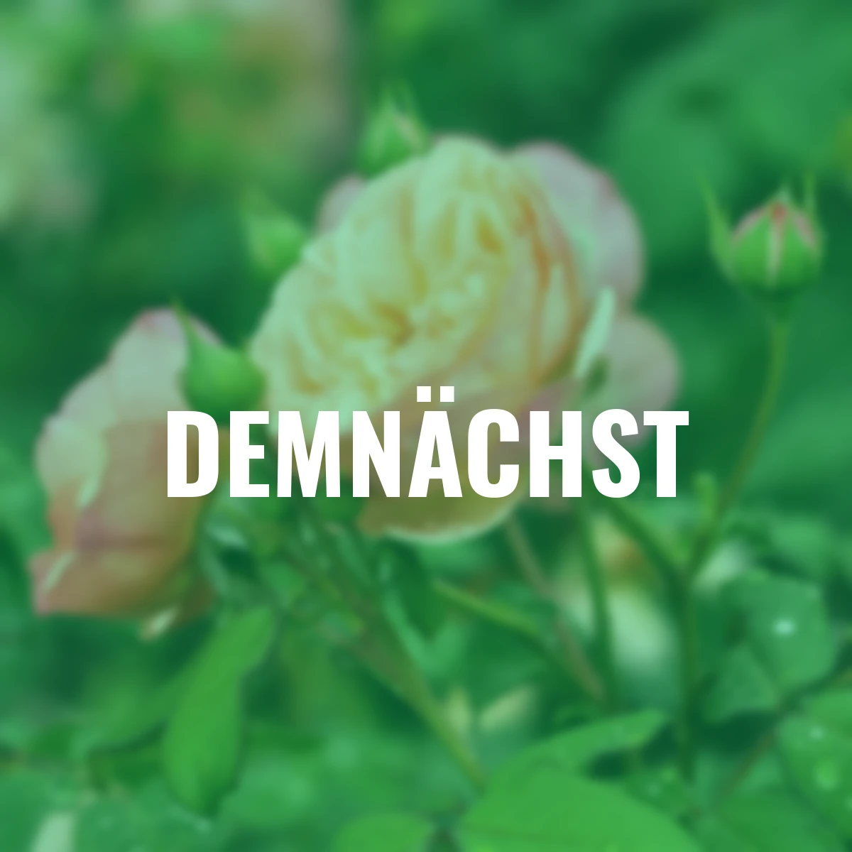 Essbare Culinaric Rose