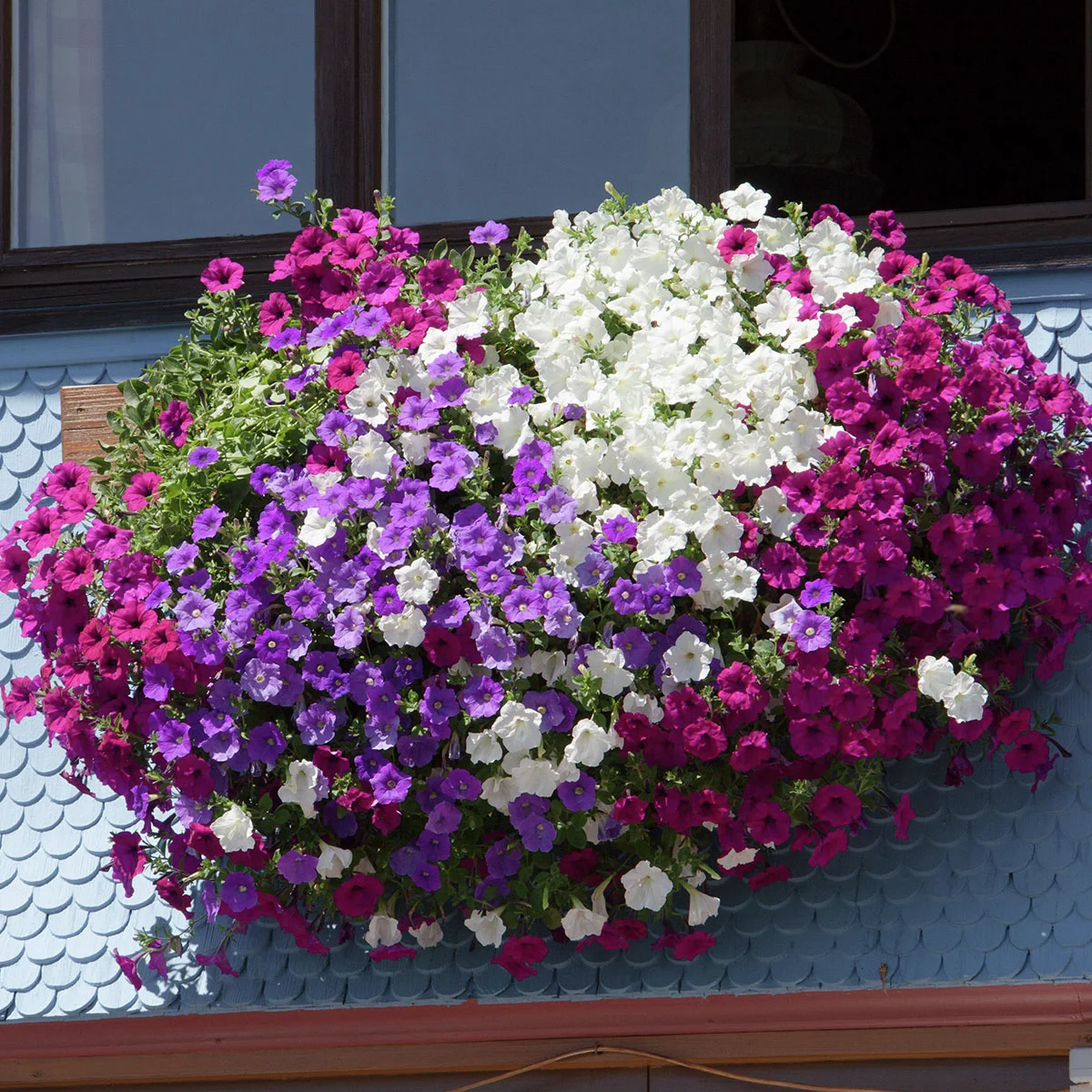 Riesenhängepetunie AlpeTunia® White