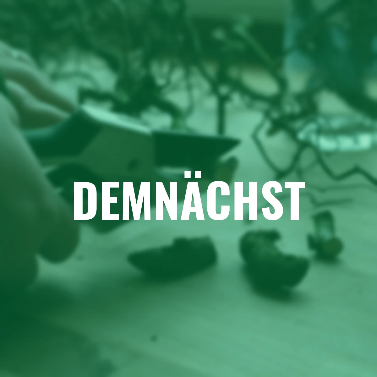 Korkenzieherhaselzweige