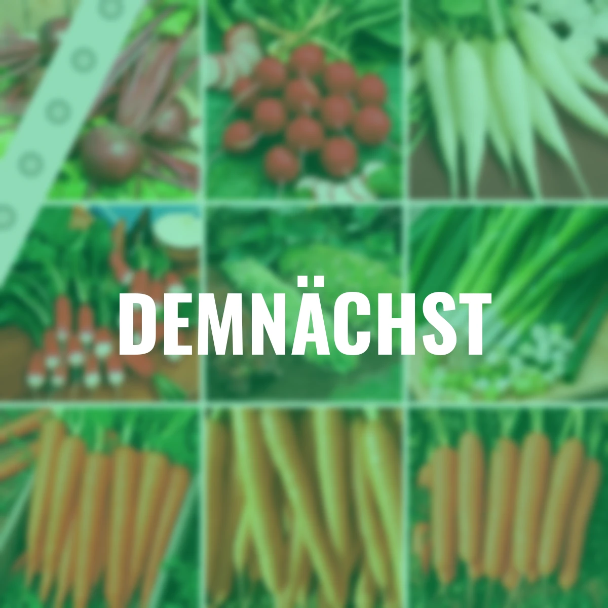 Saatband-Set Gemüse, 5 x 6 m