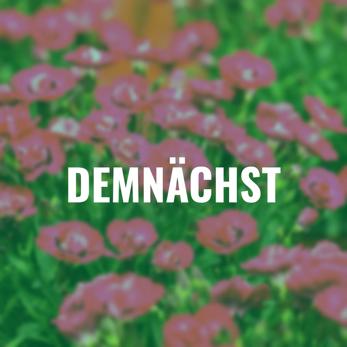 Gartennelke Early Love