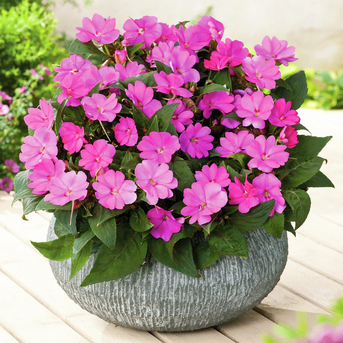 Fleißiges-Lieschen Sunpations™ Lilac