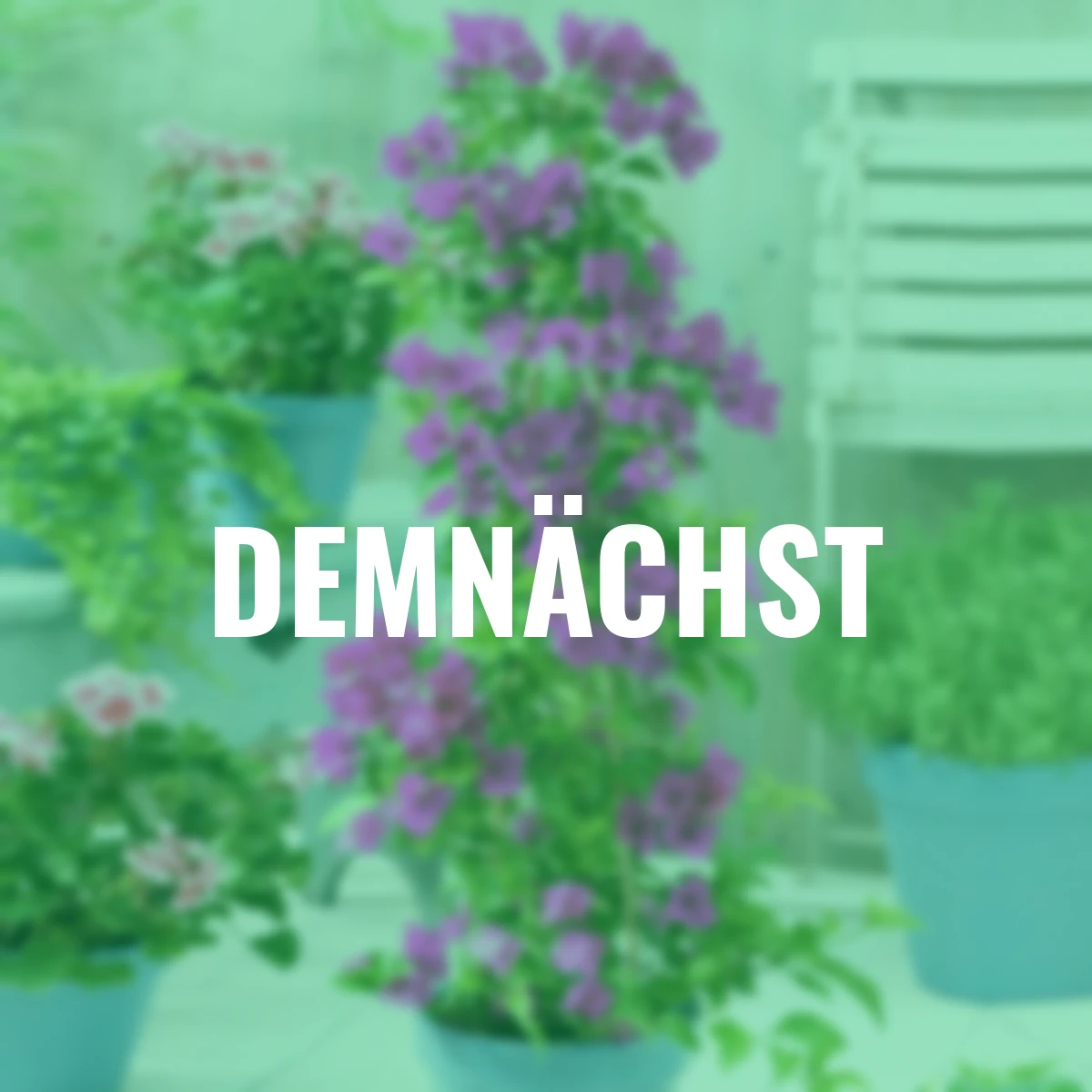 Wunderblumen Pyramide