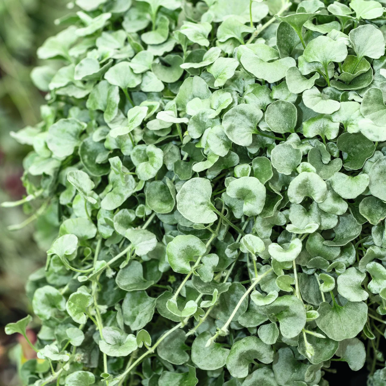 Silberregen Silver Falls