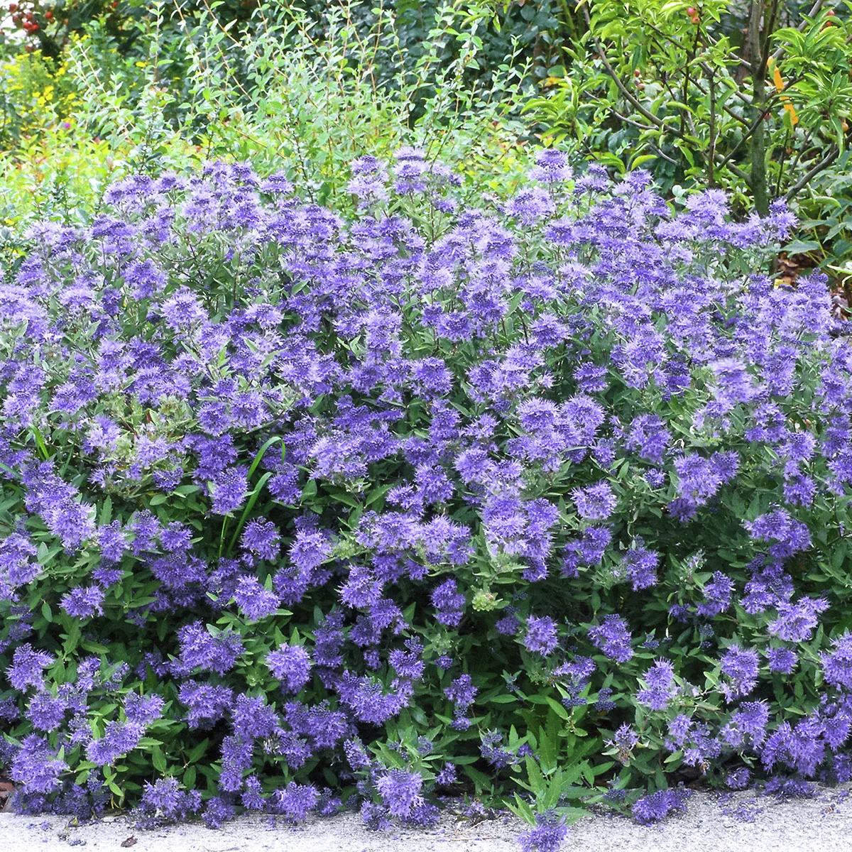 Bartblume Grand Blue®, im ca. 19 cm-Topf