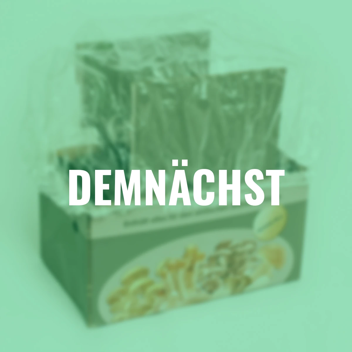 Pilzkultur-Set Steinchampignon