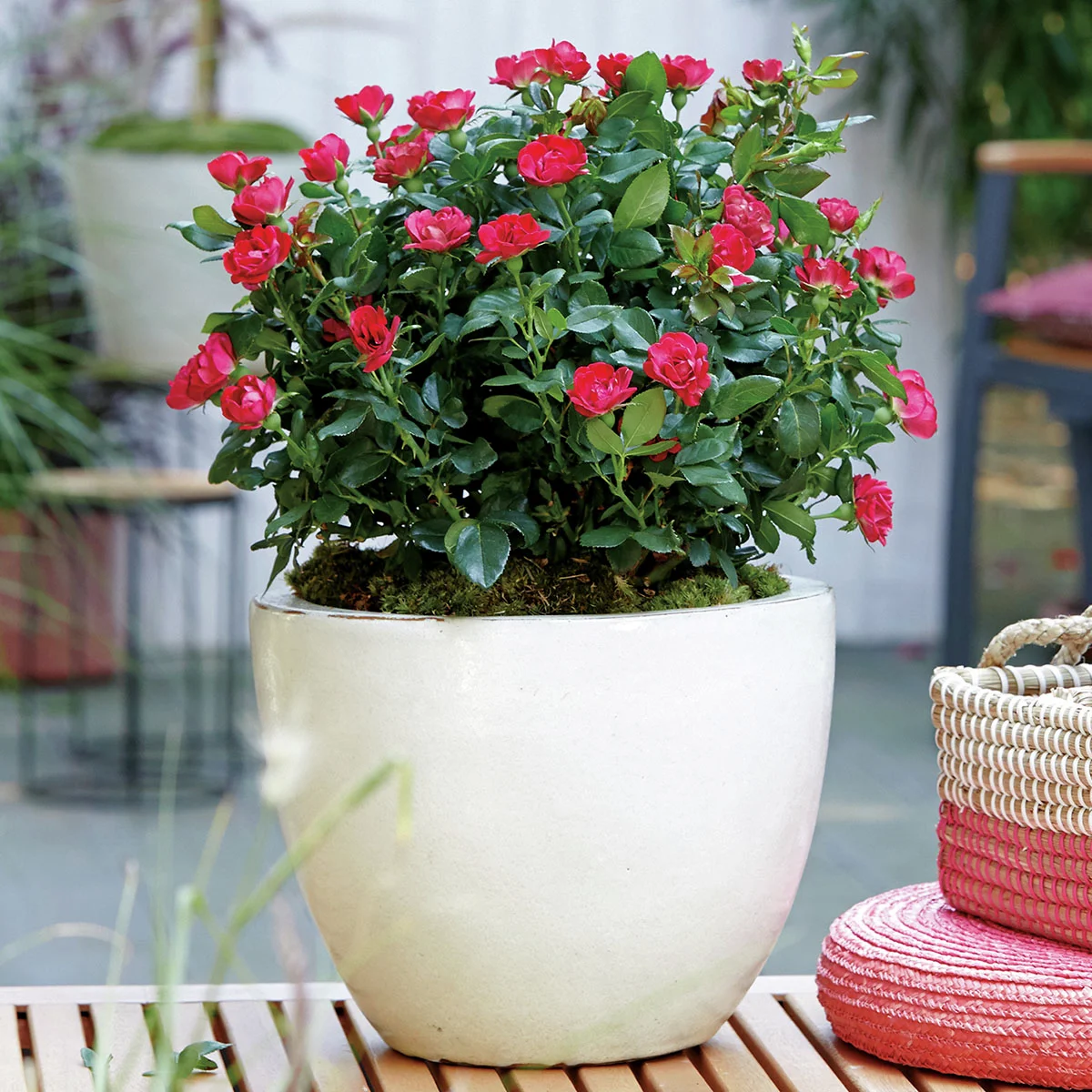 Beetrose Zepeti®, im ca. 17 cm-Topf