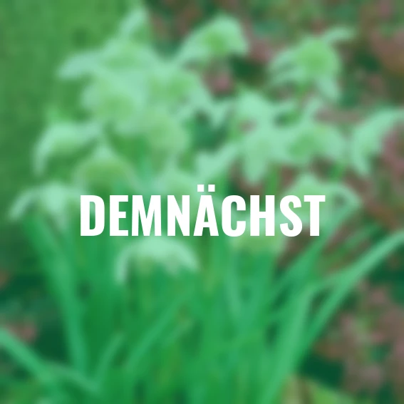 Schneeglöckchen, gefüllt