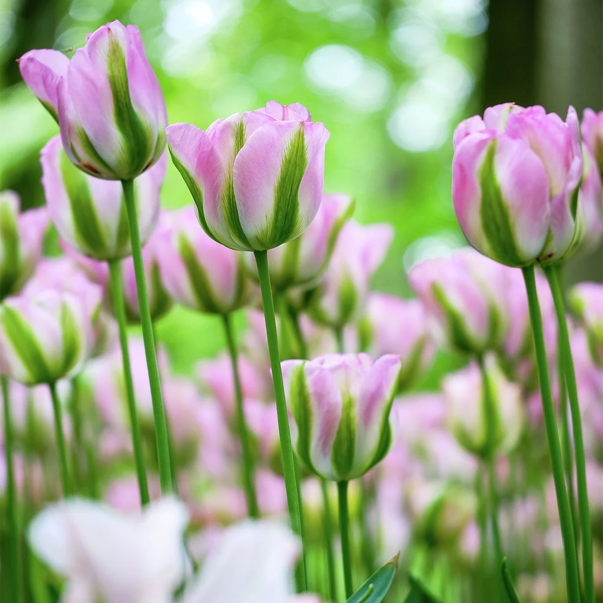 Tulpe Groenland