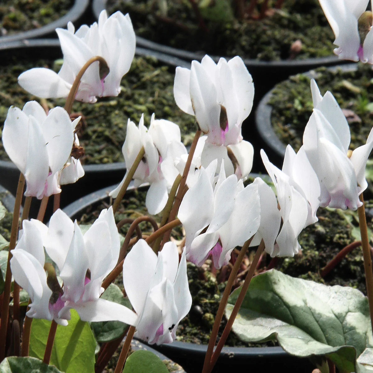 Herbst-Alpenveilchen, weiß