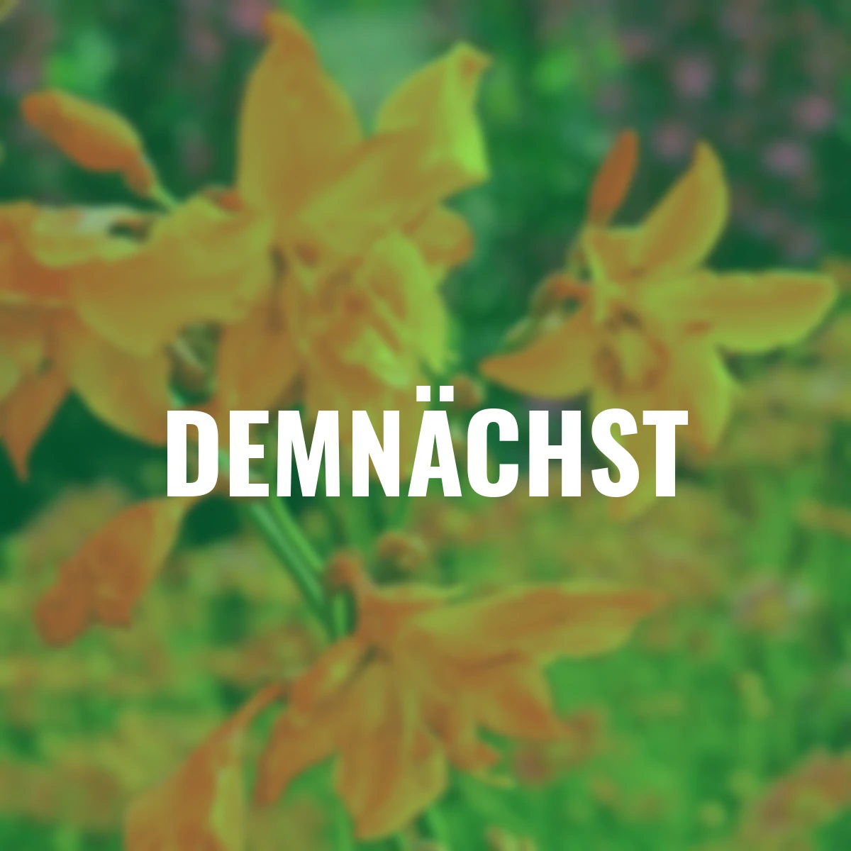 Montbretie Star of the East