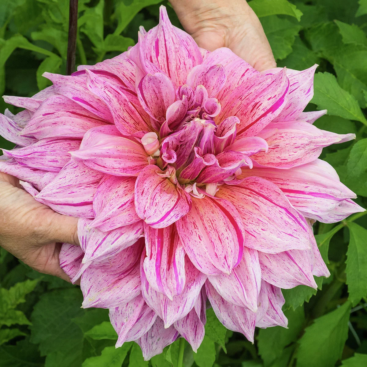 Riesen-Schmuckdahlie Dinnerplate Maki