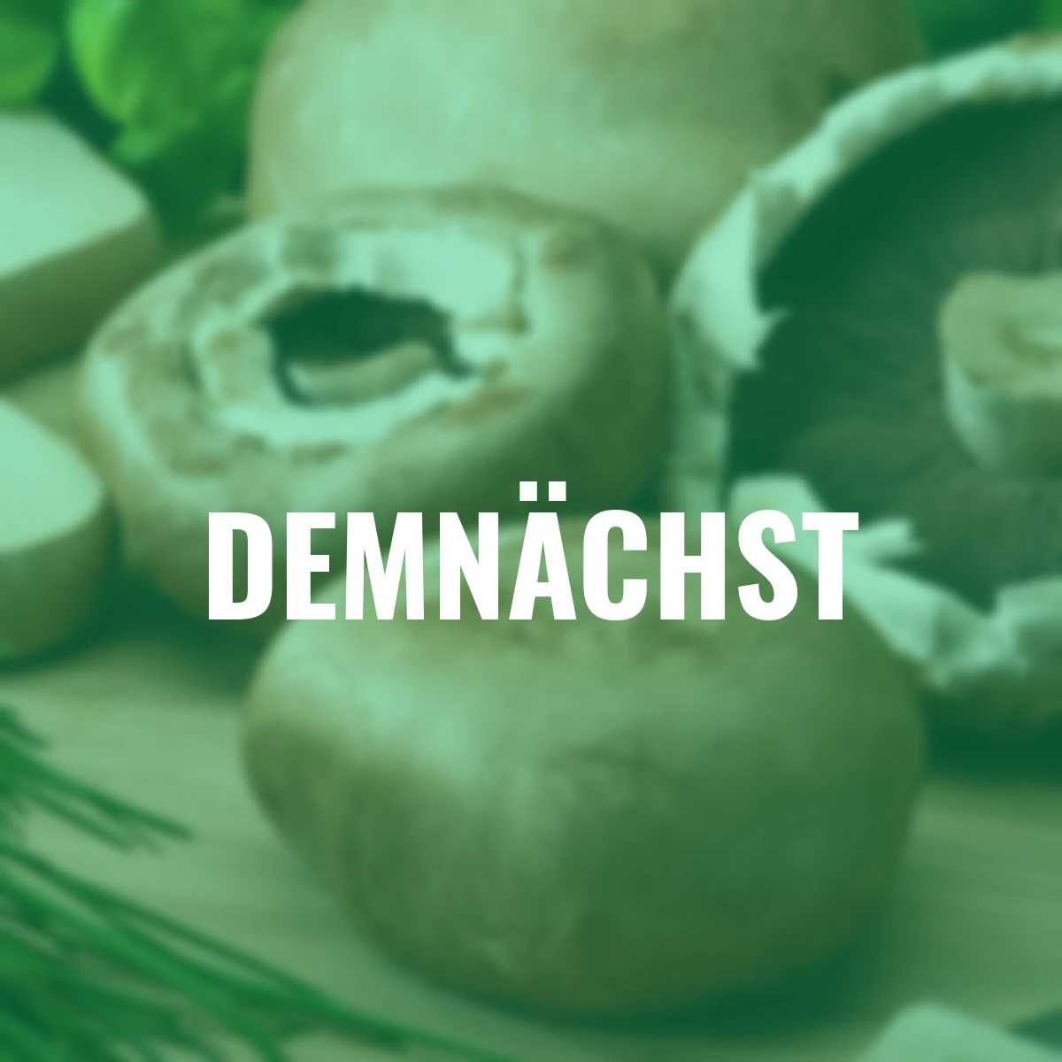 Pilzkultur-Set Steinchampignon