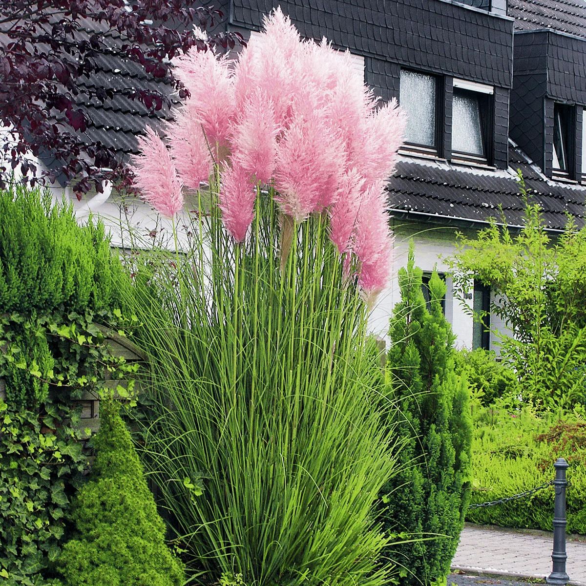 Rosa Pampasgras, im ca. 14 cm-Topf günstig kaufen bei Gärtner Harry